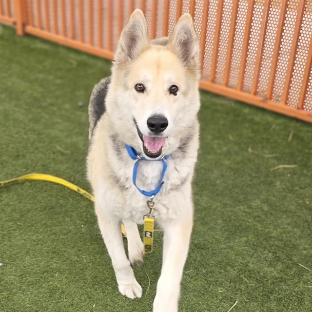 Happy light-colored dog with a blue collar walking toward the camera on green grass, yellow leash nearby, near an orange fence.