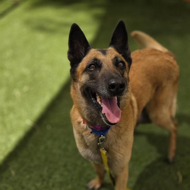 Happy brown and black dog with ears up, panting and tongue out, standing on a grassy path outdoors. No collar visible on close-up.