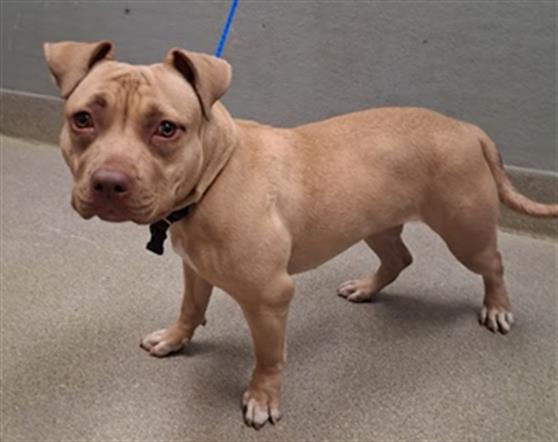 Tan pit bull‑type dog on a blue leash standing on a concrete sidewalk and looking at the camera there.