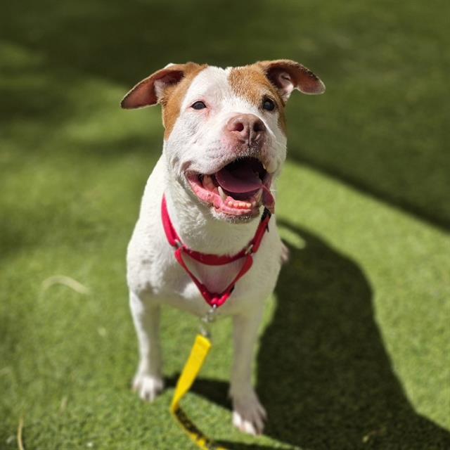 Happy white and brown dog with a red collar standing on green grass, mouth open in a smile on a sunny day.