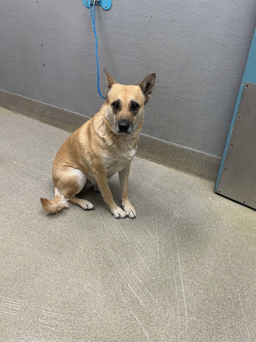 Tan dog with a black muzzle sits on a concrete floor, blue leash attached to the wall behind it.