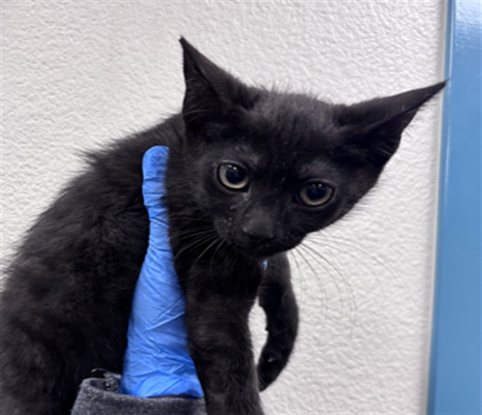 Black kitten being gently held by a blue-gloved hand in front of a pale wall.