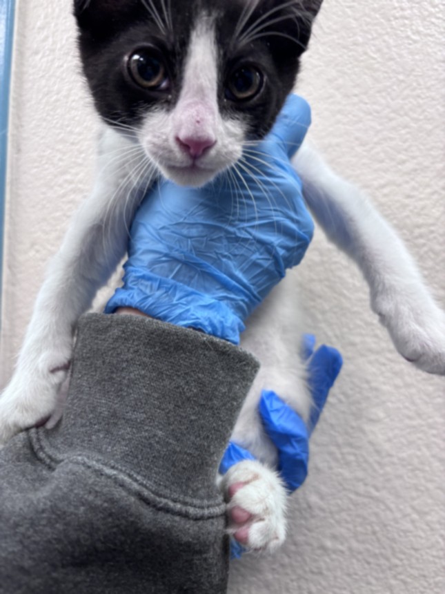 Black-and-white kitten gently held by a gloved hand, facing the camera.