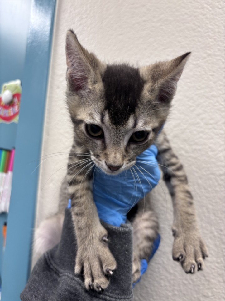 Small tabby kitten being held up by a gloved hand, indoors, looking downward with curious eyes.