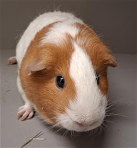 Brown and white guinea pig looking up at the camera on a gray floor.