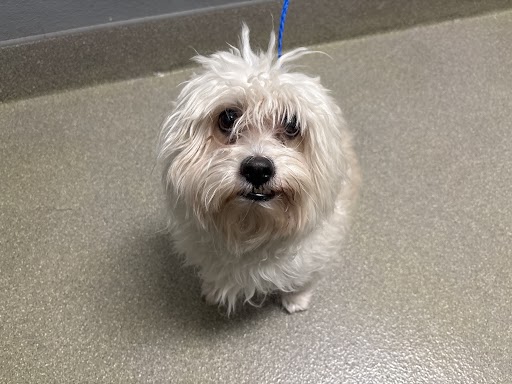 Small fluffy white dog with a blue leash looking up at the camera on a light gray floor