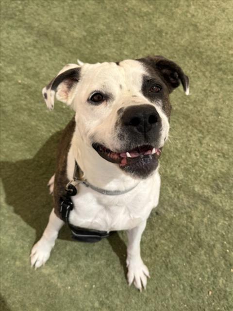Friendly white and black dog sitting on grass, looking at the camera with tongue slightly out.