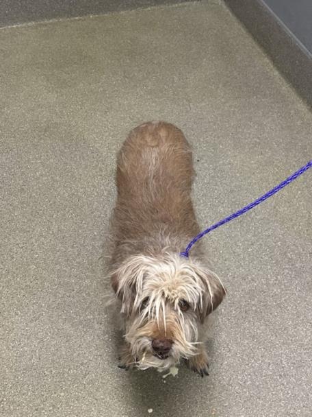 Small, scruffy brown dog on a purple leash standing on a gray floor, looking up at the camera.