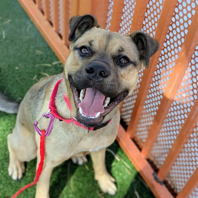 Smiling tan dog with a black muzzle, wearing a pink leash and red collar, sitting on green grass beside an orange fence in a yard.