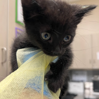 Black kitten with blue eyes gripping a yellow towel indoors near light cabinets or a veterinary/shelter setting.