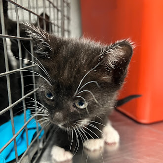 Young black kitten with white paws inside a metal cage, looking curiously at the camera.