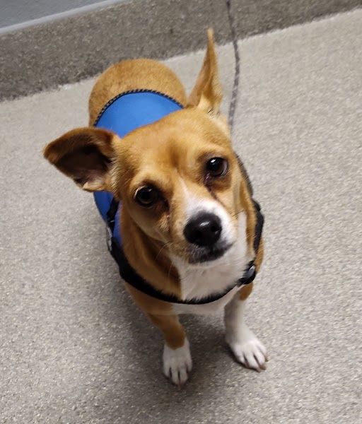 Dog with tan and white fur wearing a blue harness, looking up at the camera on a gray floor.