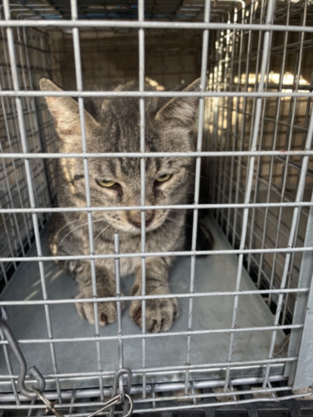 Gray tabby cat inside a metal cage, paws on the tray, looking toward the viewer with a wary expression.