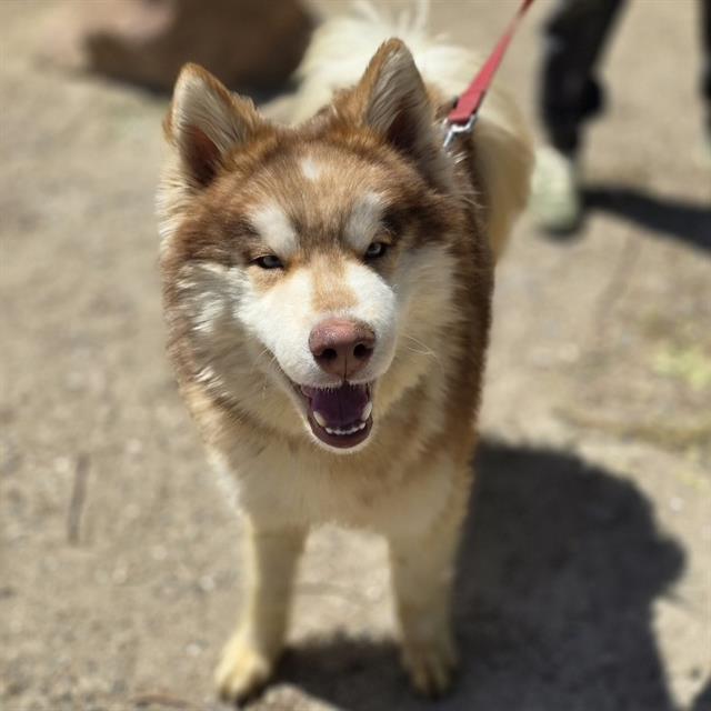Happy brown-and-white husky on a leash, looking at the camera with a wagging tongue.
