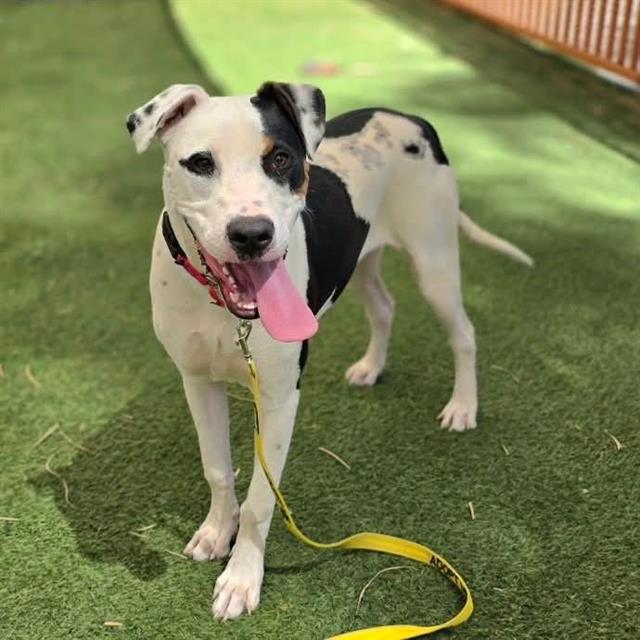 Happy white and black dog standing on grass with its pink tongue hanging out, on a yellow leash.