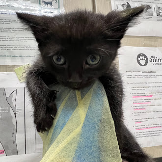 Black kitten clinging to a pastel blue-and-yellow towel, staring directly at the camera with big blue eyes in a wall-lined room.
