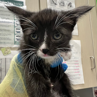 Close-up of a black-and-white kitten with white whiskers and a blue collar, in a veterinary clinic exam room looking at the camera.