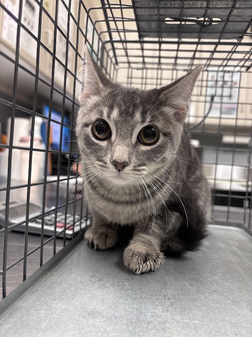 Gray tabby kitten crouching inside a metal cage, looking curiously at the camera in an animal shelter setting