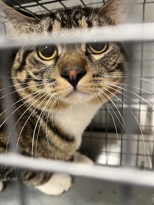 Close-up of a tabby cat with yellow eyes peering through cage bars inside a metal enclosure