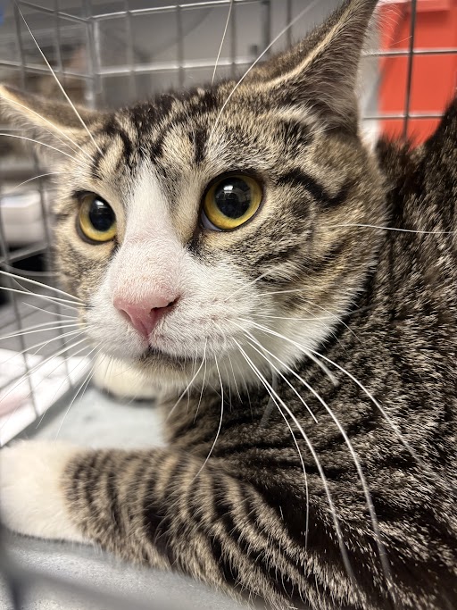 Close-up of a tabby cat with yellow eyes inside a wire cage, resting its front paws forward.