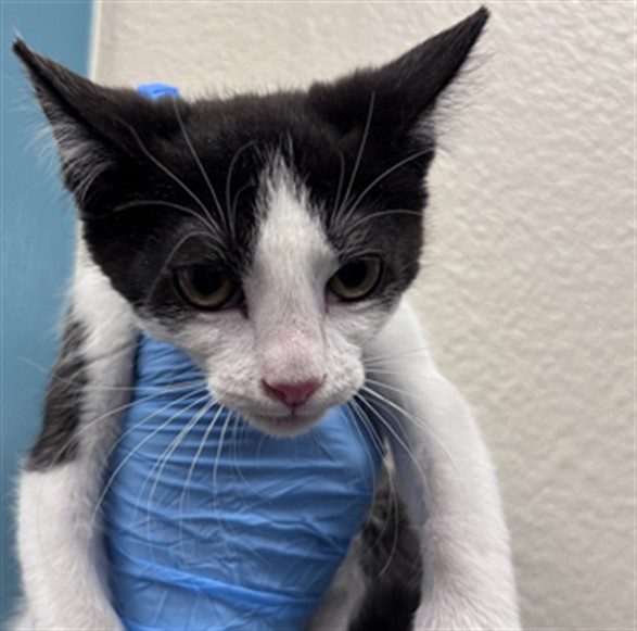 Black and white kitten being held in a blue glove, looking at the camera with curious eyes.