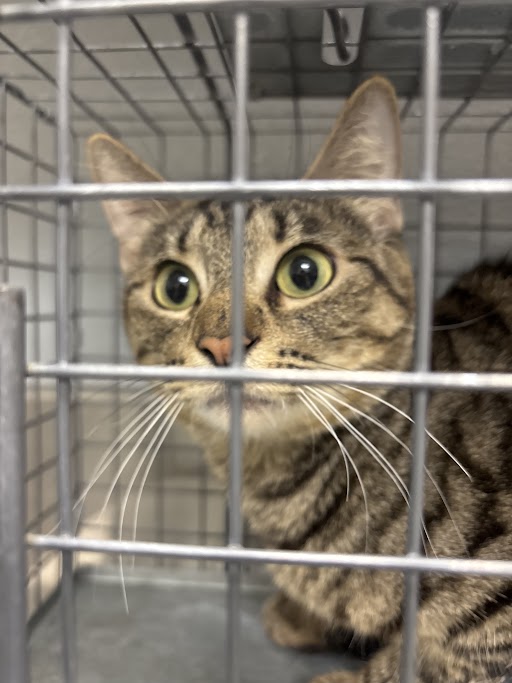 Close-up of a tabby cat with green eyes peering through metal cage bars.