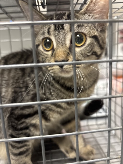 Tabby kitten with wide yellow eyes in a metal cage, looking at the camera.