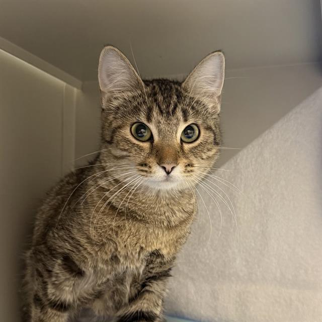 Curious tabby cat sitting in a small cabinet, facing the camera with wide green eyes and striped fur.