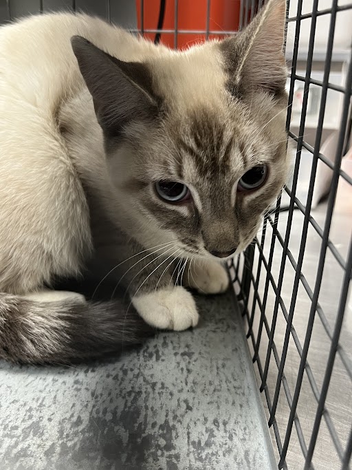 Cream-colored cat with dark facial markings and blue eyes crouched inside a metal cage, looking at the camera.