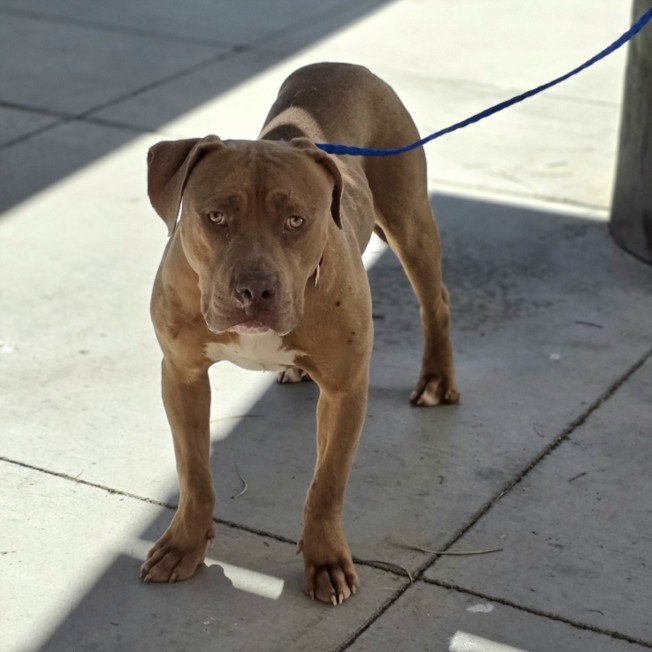 Brown pit bull mix standing on a concrete sidewalk, leashed, looking toward the camera with a calm expression.