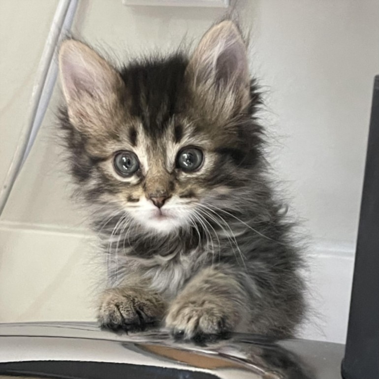 Fluffy gray tabby kitten with big eyes resting its paws on a surface and looking at the camera.