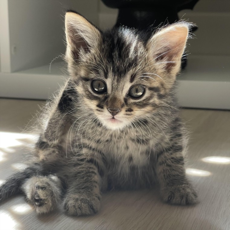 A gray tabby kitten sitting on a light floor, looking at the camera with big green eyes.