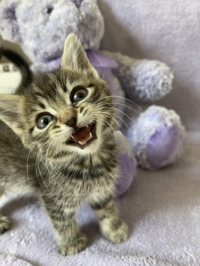 Adorable gray tabby kitten with open mouth showing teeth, perched on a soft lavender blanket with a stuffed toy in the background