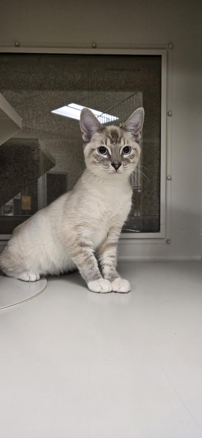 Cream-colored kitten sitting on a white surface beside a windowed enclosure, looking at the camera.