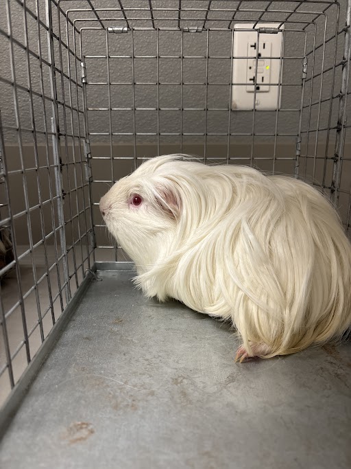 Long-haired white guinea pig sitting in a metal cage indoors on a gray floor.