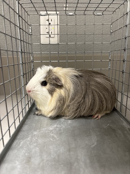 Guinea pig sitting in a metal cage on a gray floor, facing left, with a wall outlet visible behind it.