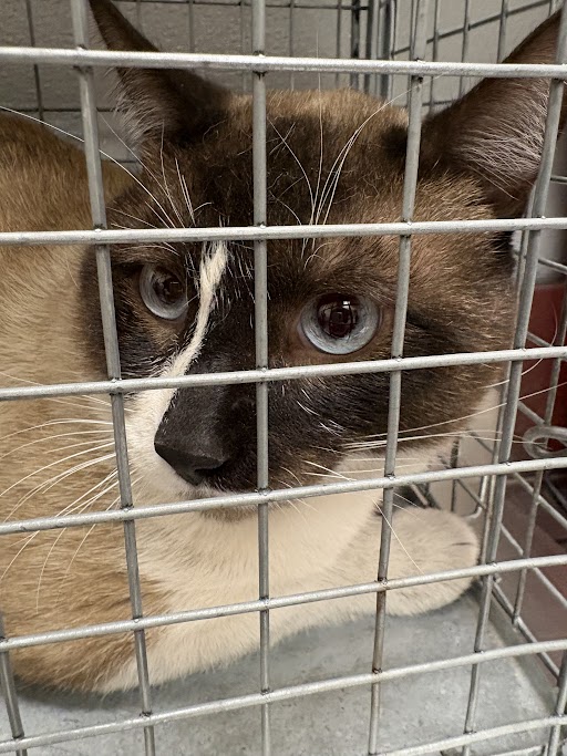 Cat with blue eyes pressed against the metal cage bars, looking at the camera.