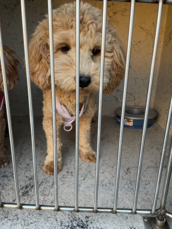 Fluffy light-colored puppy in a metal crate wearing a pink collar, standing near a blue water bowl.