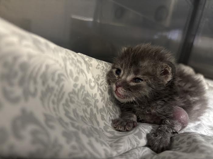 Tiny gray newborn kitten resting on a patterned blanket, eyes barely open and tiny paws visible.