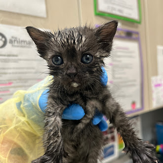 Wet gray kitten with big blue eyes held by gloved hands in a veterinary clinic.