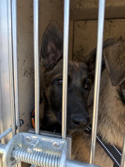 Two dogs in a metal kennel crate, one black-faced dog looking toward the camera through bars.