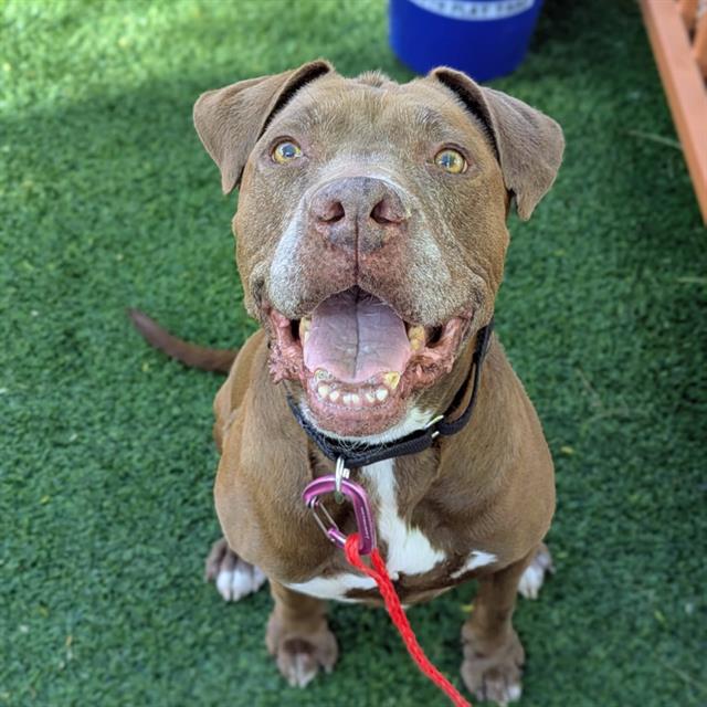 Brown dog sitting on green grass, mouth open in a smile, tongue showing, wearing a black collar with a pink ring and red leash.