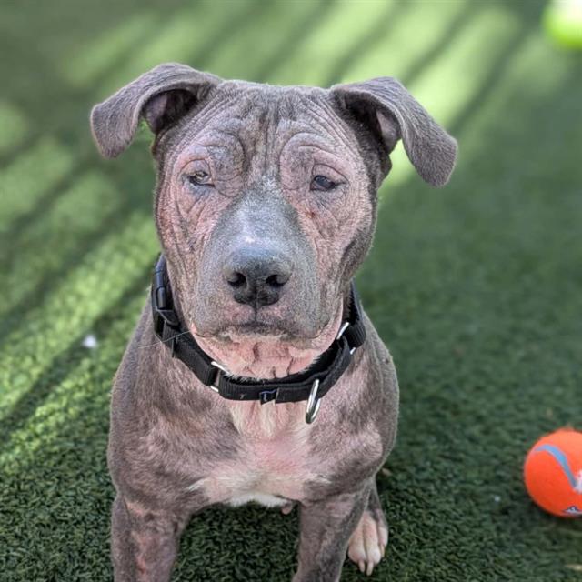 Dog with a wrinkled gray coat sits on green artificial turf, looking at the camera; a bright orange ball is nearby.