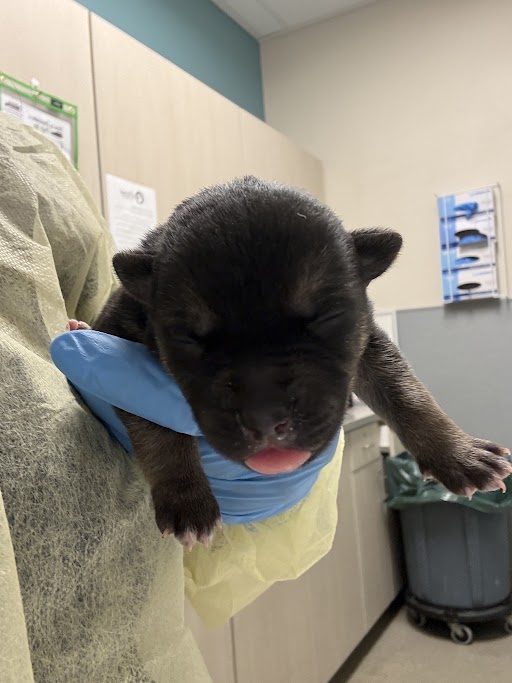 Newborn black puppy with pink tongue being held in a gloved hand in a clinical room.