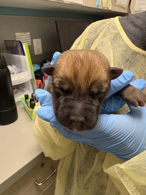 Newborn brown puppy being held gently by gloved hands in a clinic, eyes closed, wearing a pale yellow gown in the background.