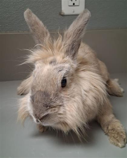 Fluffy light-brown rabbit lying on a gray floor near a wall outlet, looking to the left.