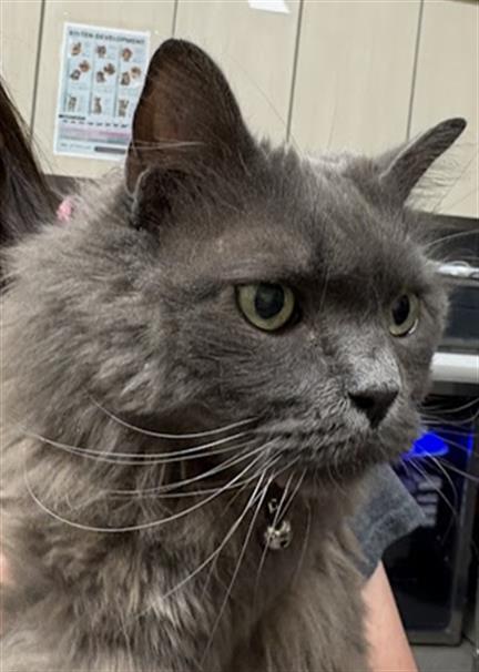 Close-up of a gray long-haired cat wearing a bell collar, looking to the right.