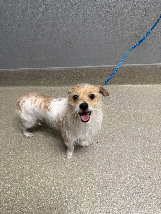 Small scruffy dog on a blue leash stands on a gray linoleum floor, looking up with a happy expression.