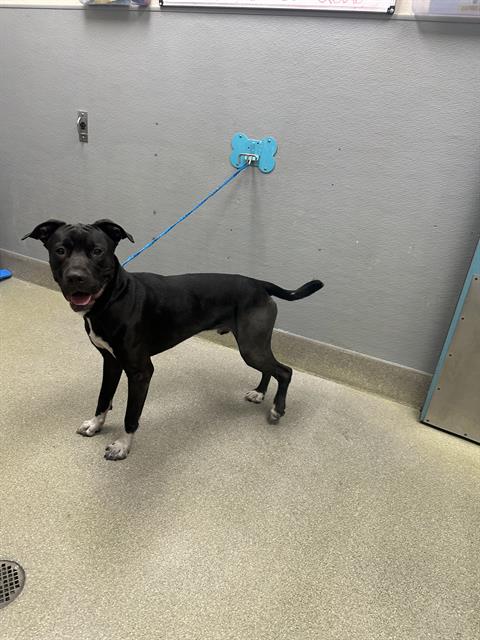 Black dog with white paws standing on a beige clinic floor, blue leash attached to a wall-mounted tether.