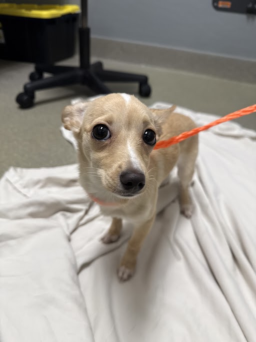 Small tan dog on an orange leash looking up at the camera in a clinic or exam room, standing on a light-colored sheet.